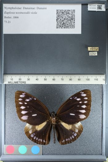 Media type: image;   Entomology 160650